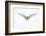 Arctic Tern in flight. Shetland Isles, Scotland, UK-Danny Green-Framed Photographic Print