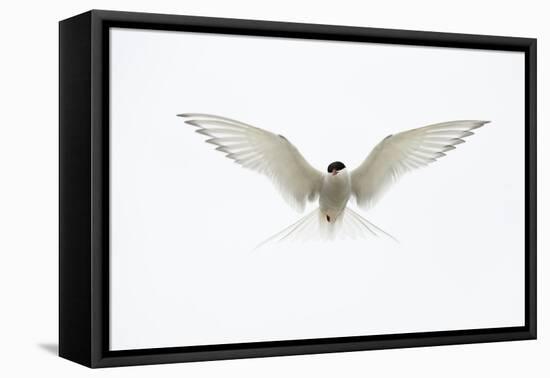 Arctic Tern in flight. Shetland Isles, Scotland, UK-Danny Green-Framed Premier Image Canvas