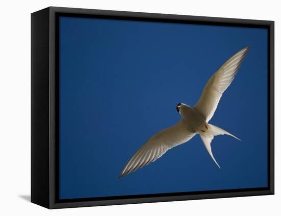 Arctic Tern in Flight, Snafelsness Peninsula, West Iceland-Inaki Relanzon-Framed Premier Image Canvas