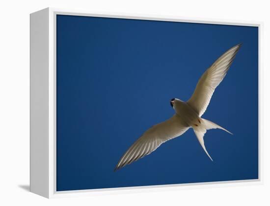 Arctic Tern in Flight, Snafelsness Peninsula, West Iceland-Inaki Relanzon-Framed Premier Image Canvas