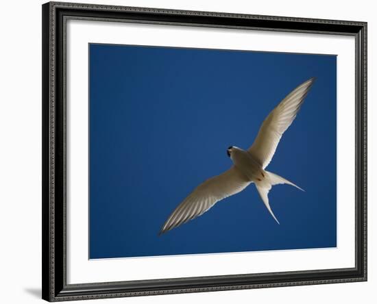 Arctic Tern in Flight, Snafelsness Peninsula, West Iceland-Inaki Relanzon-Framed Photographic Print