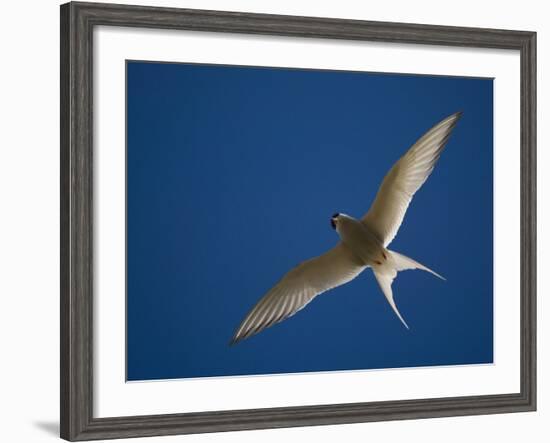 Arctic Tern in Flight, Snafelsness Peninsula, West Iceland-Inaki Relanzon-Framed Photographic Print