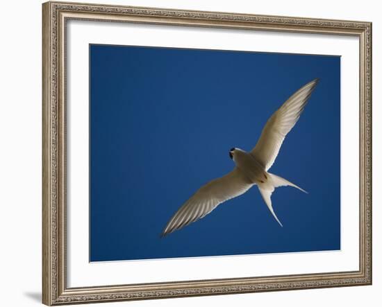 Arctic Tern in Flight, Snafelsness Peninsula, West Iceland-Inaki Relanzon-Framed Photographic Print