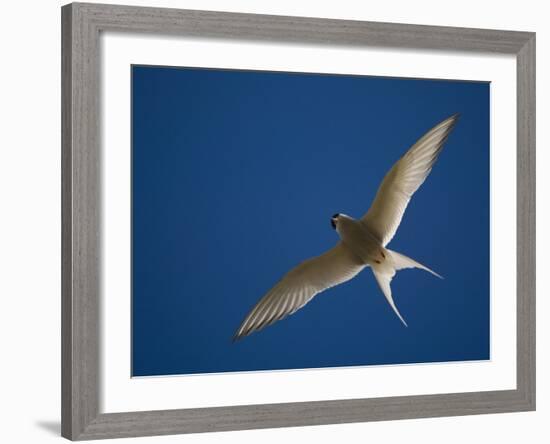 Arctic Tern in Flight, Snafelsness Peninsula, West Iceland-Inaki Relanzon-Framed Photographic Print