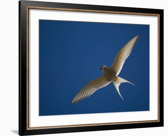 Arctic Tern in Flight, Snafelsness Peninsula, West Iceland-Inaki Relanzon-Framed Photographic Print