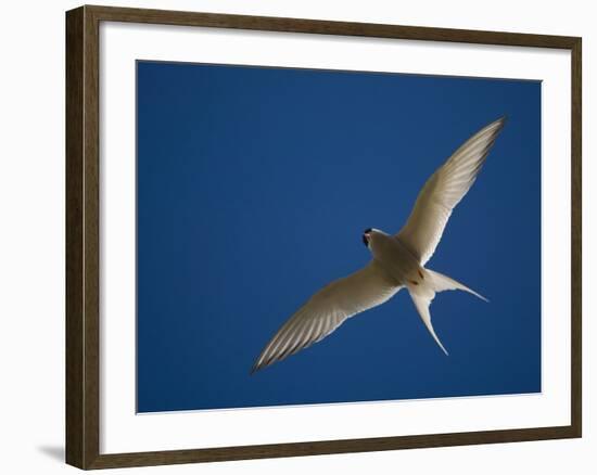 Arctic Tern in Flight, Snafelsness Peninsula, West Iceland-Inaki Relanzon-Framed Photographic Print