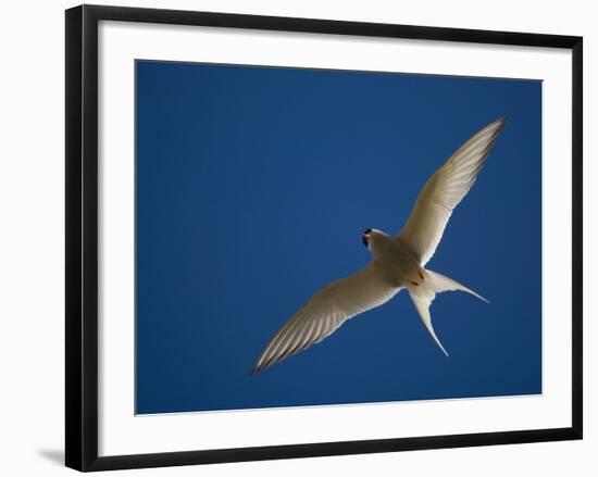 Arctic Tern in Flight, Snafelsness Peninsula, West Iceland-Inaki Relanzon-Framed Photographic Print