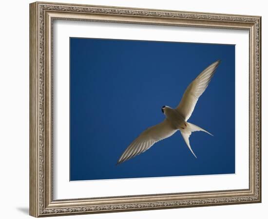 Arctic Tern in Flight, Snafelsness Peninsula, West Iceland-Inaki Relanzon-Framed Photographic Print