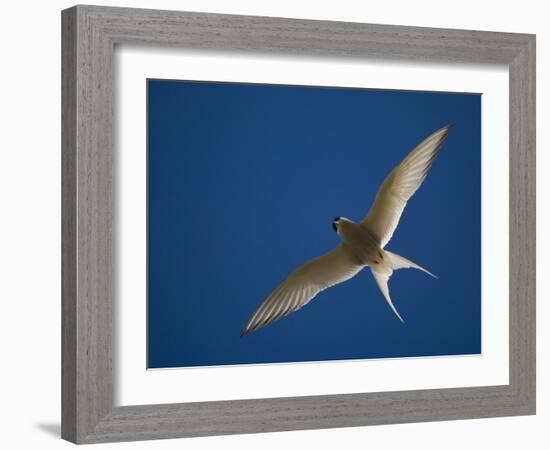 Arctic Tern in Flight, Snafelsness Peninsula, West Iceland-Inaki Relanzon-Framed Photographic Print