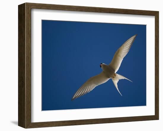 Arctic Tern in Flight, Snafelsness Peninsula, West Iceland-Inaki Relanzon-Framed Photographic Print