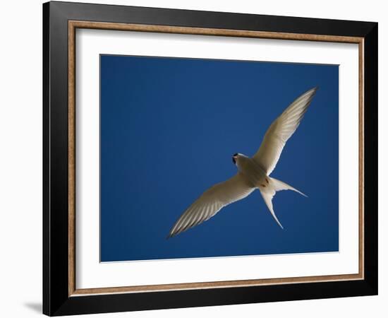 Arctic Tern in Flight, Snafelsness Peninsula, West Iceland-Inaki Relanzon-Framed Photographic Print