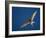 Arctic Tern in Flight, Snafelsness Peninsula, West Iceland-Inaki Relanzon-Framed Photographic Print