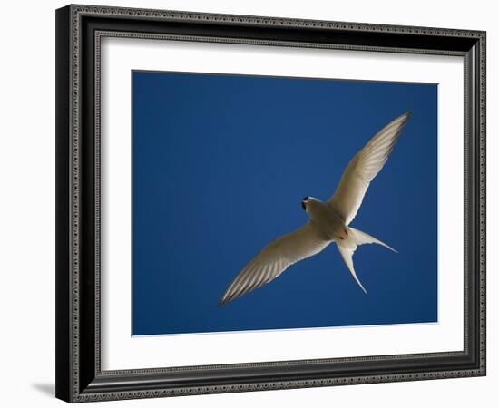 Arctic Tern in Flight, Snafelsness Peninsula, West Iceland-Inaki Relanzon-Framed Photographic Print