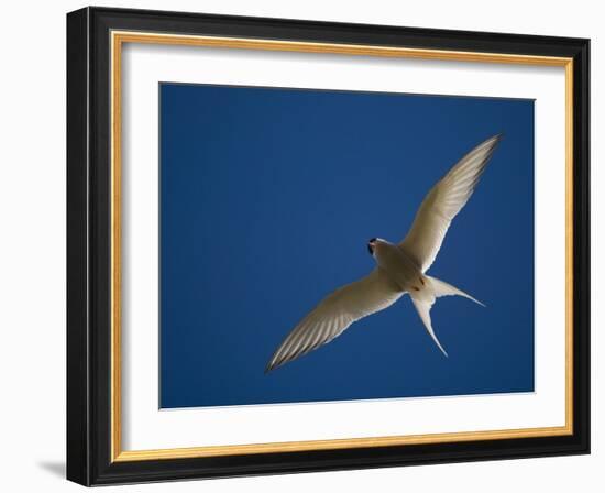 Arctic Tern in Flight, Snafelsness Peninsula, West Iceland-Inaki Relanzon-Framed Photographic Print