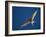 Arctic Tern in Flight, Snafelsness Peninsula, West Iceland-Inaki Relanzon-Framed Photographic Print