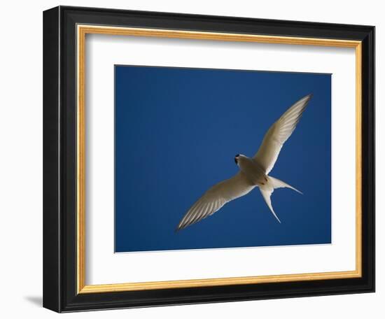 Arctic Tern in Flight, Snafelsness Peninsula, West Iceland-Inaki Relanzon-Framed Photographic Print