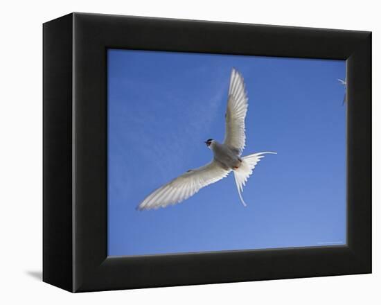 Arctic Tern in Flight, Sterba Paradisaea, Isle of May Breeding Colony, Fife, Scotland-Steve & Ann Toon-Framed Premier Image Canvas