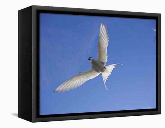 Arctic Tern in Flight, Sterba Paradisaea, Isle of May Breeding Colony, Fife, Scotland-Steve & Ann Toon-Framed Premier Image Canvas