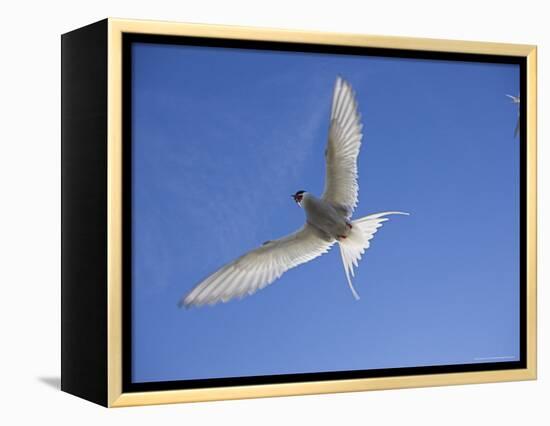 Arctic Tern in Flight, Sterba Paradisaea, Isle of May Breeding Colony, Fife, Scotland-Steve & Ann Toon-Framed Premier Image Canvas