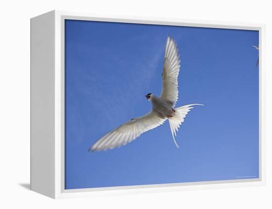 Arctic Tern in Flight, Sterba Paradisaea, Isle of May Breeding Colony, Fife, Scotland-Steve & Ann Toon-Framed Premier Image Canvas