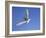 Arctic Tern in Flight, Sterba Paradisaea, Isle of May Breeding Colony, Fife, Scotland-Steve & Ann Toon-Framed Photographic Print