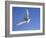 Arctic Tern in Flight, Sterba Paradisaea, Isle of May Breeding Colony, Fife, Scotland-Steve & Ann Toon-Framed Photographic Print