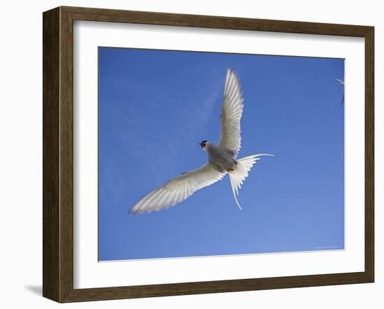 Arctic Tern in Flight, Sterba Paradisaea, Isle of May Breeding Colony, Fife, Scotland-Steve & Ann Toon-Framed Photographic Print