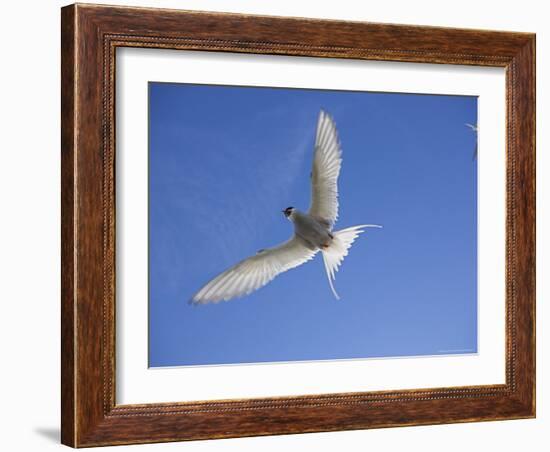 Arctic Tern in Flight, Sterba Paradisaea, Isle of May Breeding Colony, Fife, Scotland-Steve & Ann Toon-Framed Photographic Print