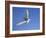 Arctic Tern in Flight, Sterba Paradisaea, Isle of May Breeding Colony, Fife, Scotland-Steve & Ann Toon-Framed Photographic Print