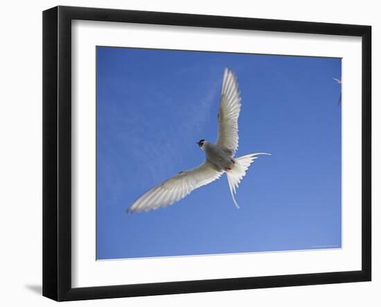 Arctic Tern in Flight, Sterba Paradisaea, Isle of May Breeding Colony, Fife, Scotland-Steve & Ann Toon-Framed Photographic Print