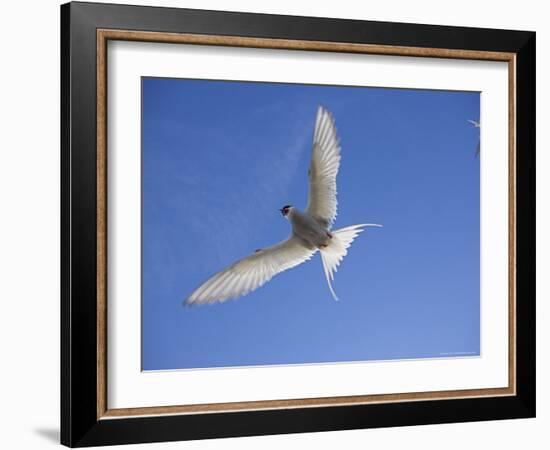 Arctic Tern in Flight, Sterba Paradisaea, Isle of May Breeding Colony, Fife, Scotland-Steve & Ann Toon-Framed Photographic Print