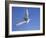 Arctic Tern in Flight, Sterba Paradisaea, Isle of May Breeding Colony, Fife, Scotland-Steve & Ann Toon-Framed Photographic Print