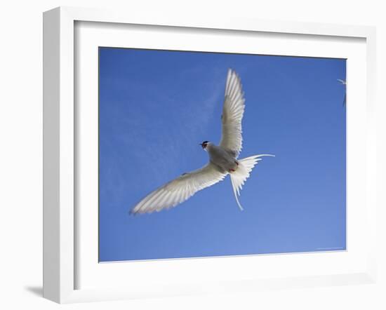 Arctic Tern in Flight, Sterba Paradisaea, Isle of May Breeding Colony, Fife, Scotland-Steve & Ann Toon-Framed Photographic Print