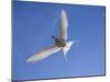 Arctic Tern in Flight, Sterba Paradisaea, Isle of May Breeding Colony, Fife, Scotland-Steve & Ann Toon-Mounted Photographic Print