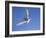 Arctic Tern in Flight, Sterba Paradisaea, Isle of May Breeding Colony, Fife, Scotland-Steve & Ann Toon-Framed Photographic Print