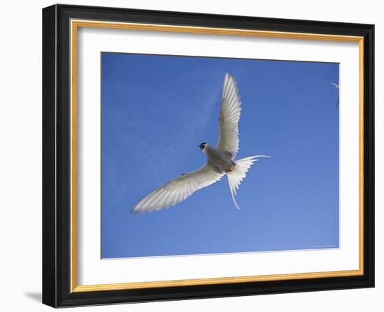 Arctic Tern in Flight, Sterba Paradisaea, Isle of May Breeding Colony, Fife, Scotland-Steve & Ann Toon-Framed Photographic Print