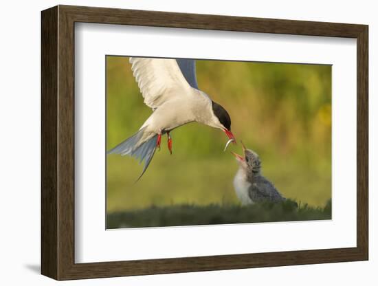 Arctic tern in flight with fish in beak for feeding chick, New Brunswick, Canada-Nick Hawkins-Framed Photographic Print