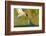 Arctic tern in flight with fish in beak for feeding chick, New Brunswick, Canada-Nick Hawkins-Framed Photographic Print