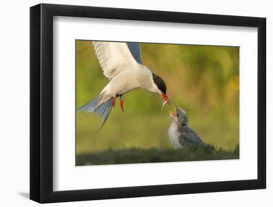 Arctic tern in flight with fish in beak for feeding chick, New Brunswick, Canada-Nick Hawkins-Framed Photographic Print