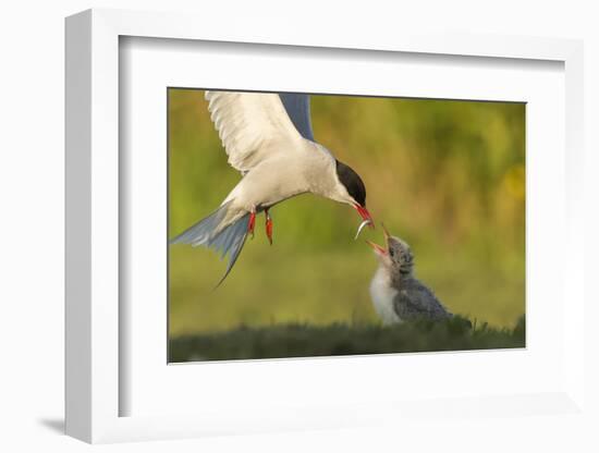 Arctic tern in flight with fish in beak for feeding chick, New Brunswick, Canada-Nick Hawkins-Framed Photographic Print