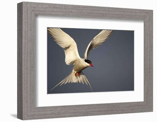 Arctic Tern in Flight-Paul Souders-Framed Photographic Print