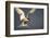 Arctic Tern in Flight-Paul Souders-Framed Photographic Print