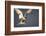 Arctic Tern in Flight-Paul Souders-Framed Photographic Print