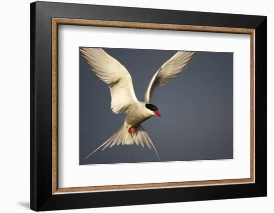 Arctic Tern in Flight-Paul Souders-Framed Photographic Print