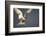 Arctic Tern in Flight-Paul Souders-Framed Photographic Print