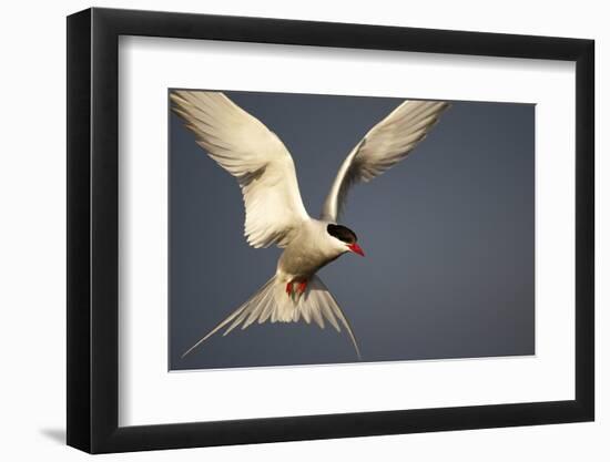 Arctic Tern in Flight-Paul Souders-Framed Photographic Print