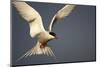 Arctic Tern in Flight-Paul Souders-Mounted Photographic Print