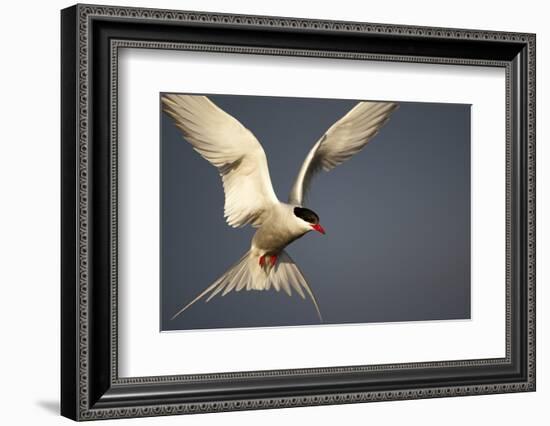 Arctic Tern in Flight-Paul Souders-Framed Photographic Print