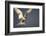 Arctic Tern in Flight-Paul Souders-Framed Photographic Print