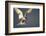 Arctic Tern in Flight-Paul Souders-Framed Photographic Print